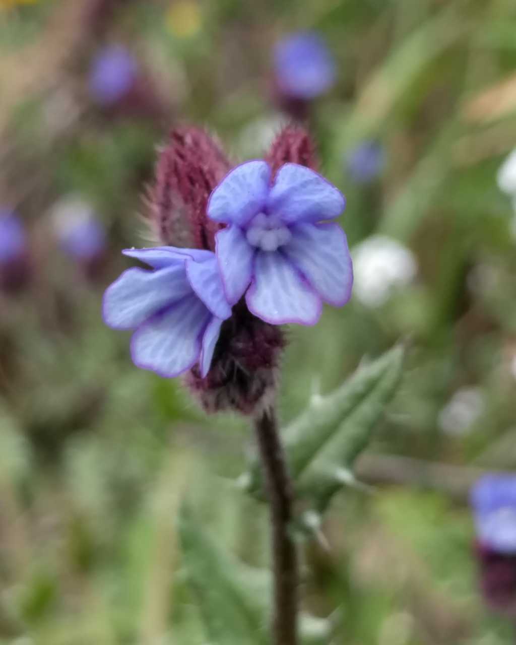 Anchusella cretica ?  S !